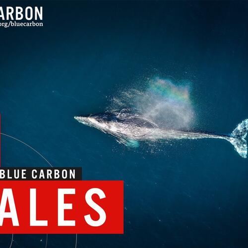 Blue Carbon | Whales
