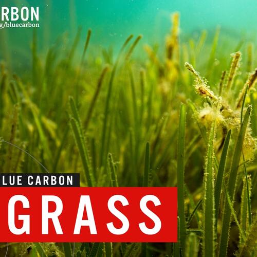 Blue carbon | Seagrasses