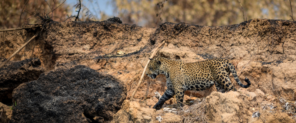 Pantanal briefing news header