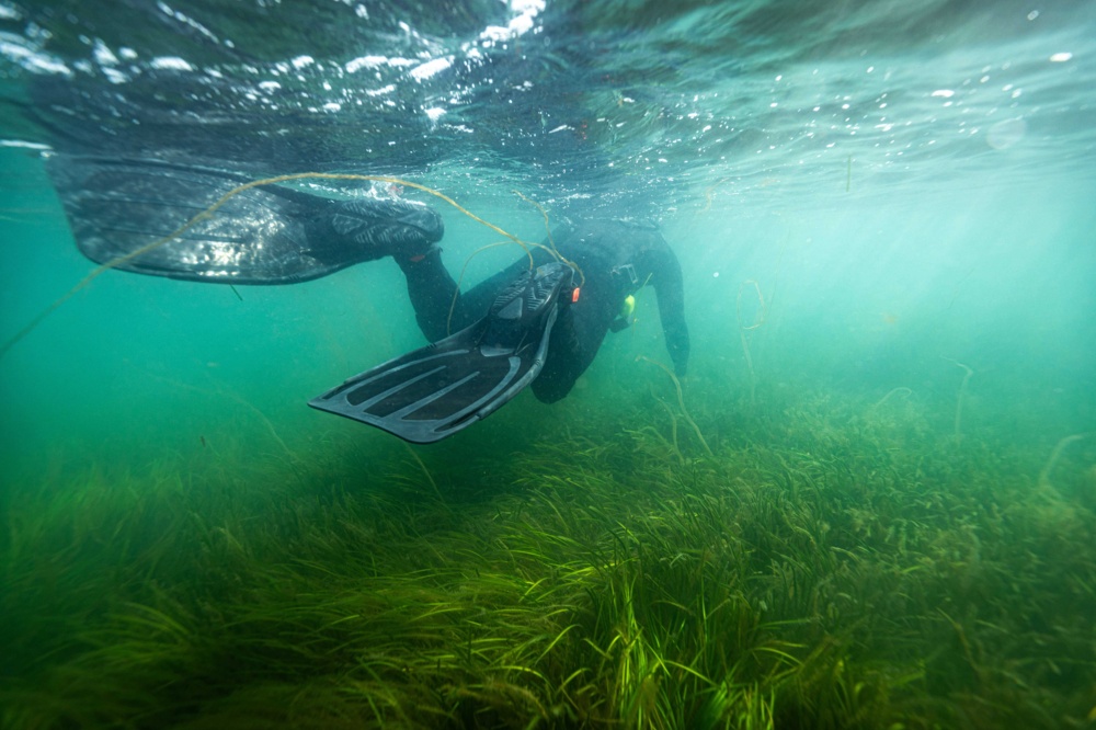 Seagrass diver