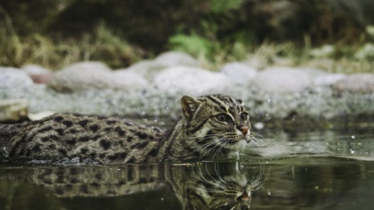 Magnificent mangroves: Blue carbon month week 4