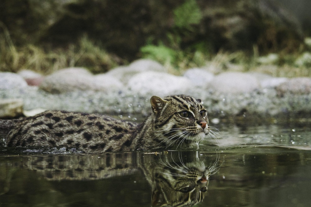 Fishing cat