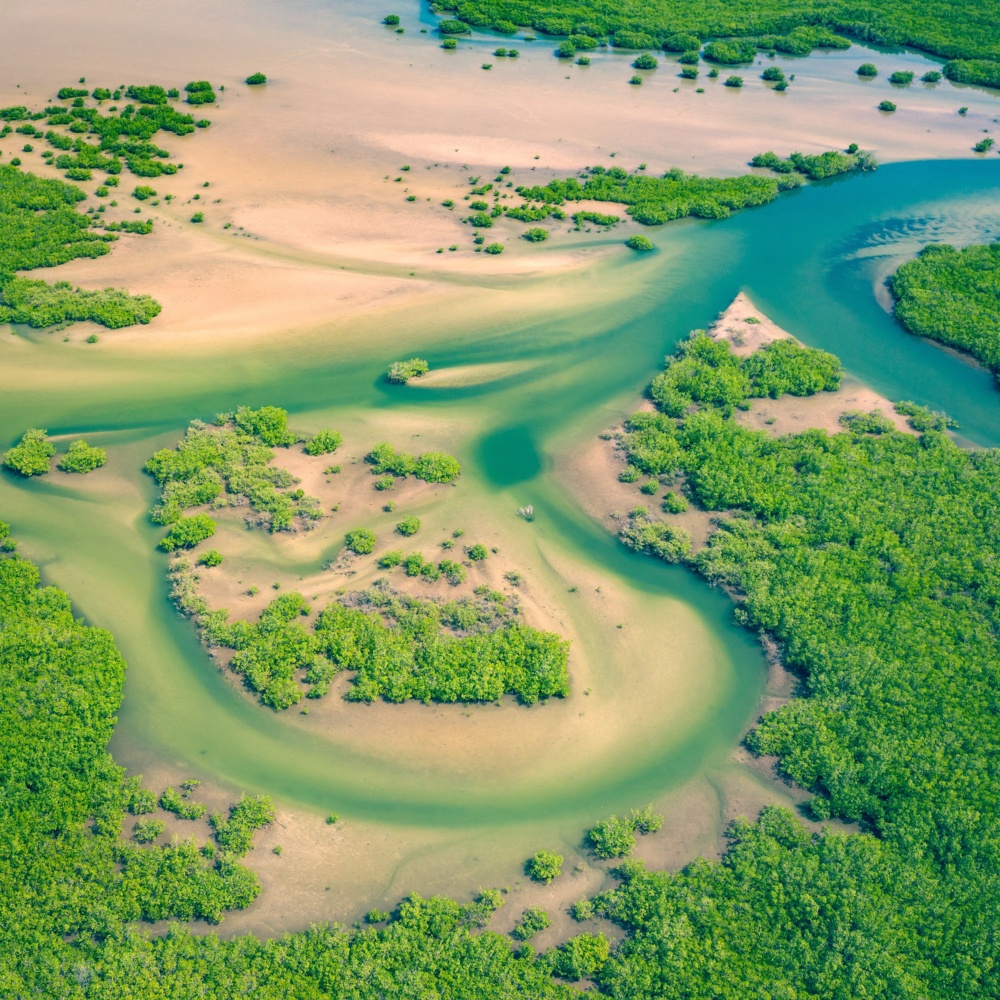 mangroves aerial view