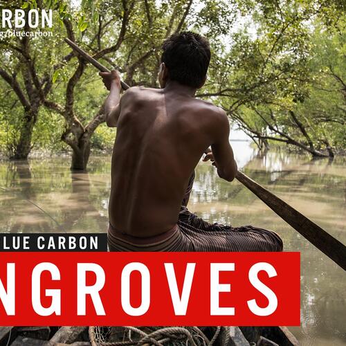 Blue carbon | Mangroves