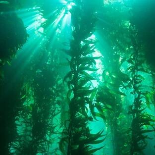 The Forests of the Seas