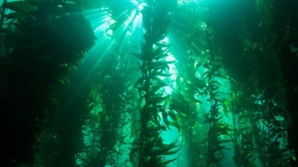 The Forests of the Seas