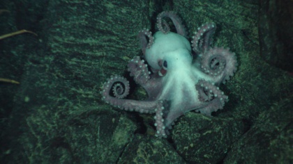 The amazing ocean wildlife threatened by deep sea mining