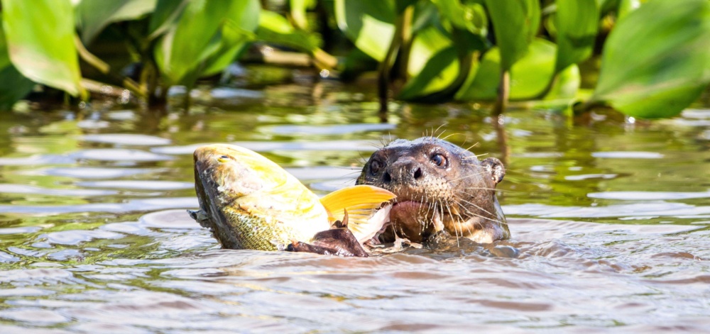 Otter Pantanal