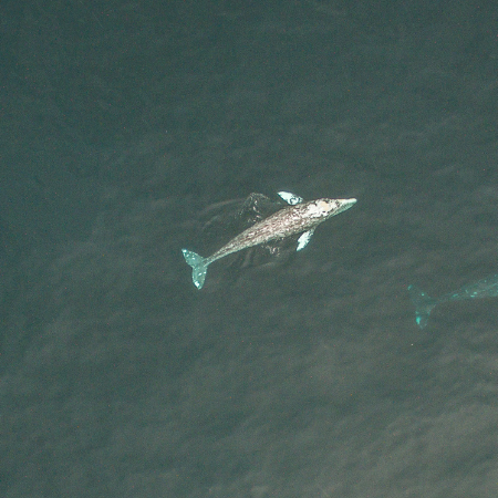 Wale, unsere Verbündeten im Klimaschutz