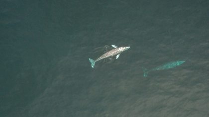 Wale, unsere Verbündeten im Klimaschutz