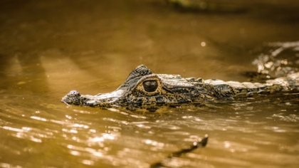 Brazil must do more to protect its people, forests, and the planet