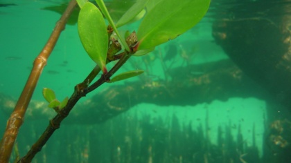 Help us tell world leaders that ocean protection is urgent