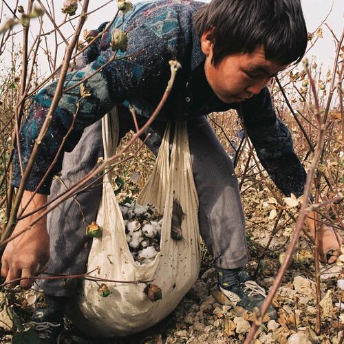 EJF invited by UK Government to discuss Uzbek cotton