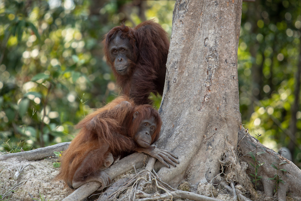 orangutans-by-trunk-smaller-size.jpg#asset:4205