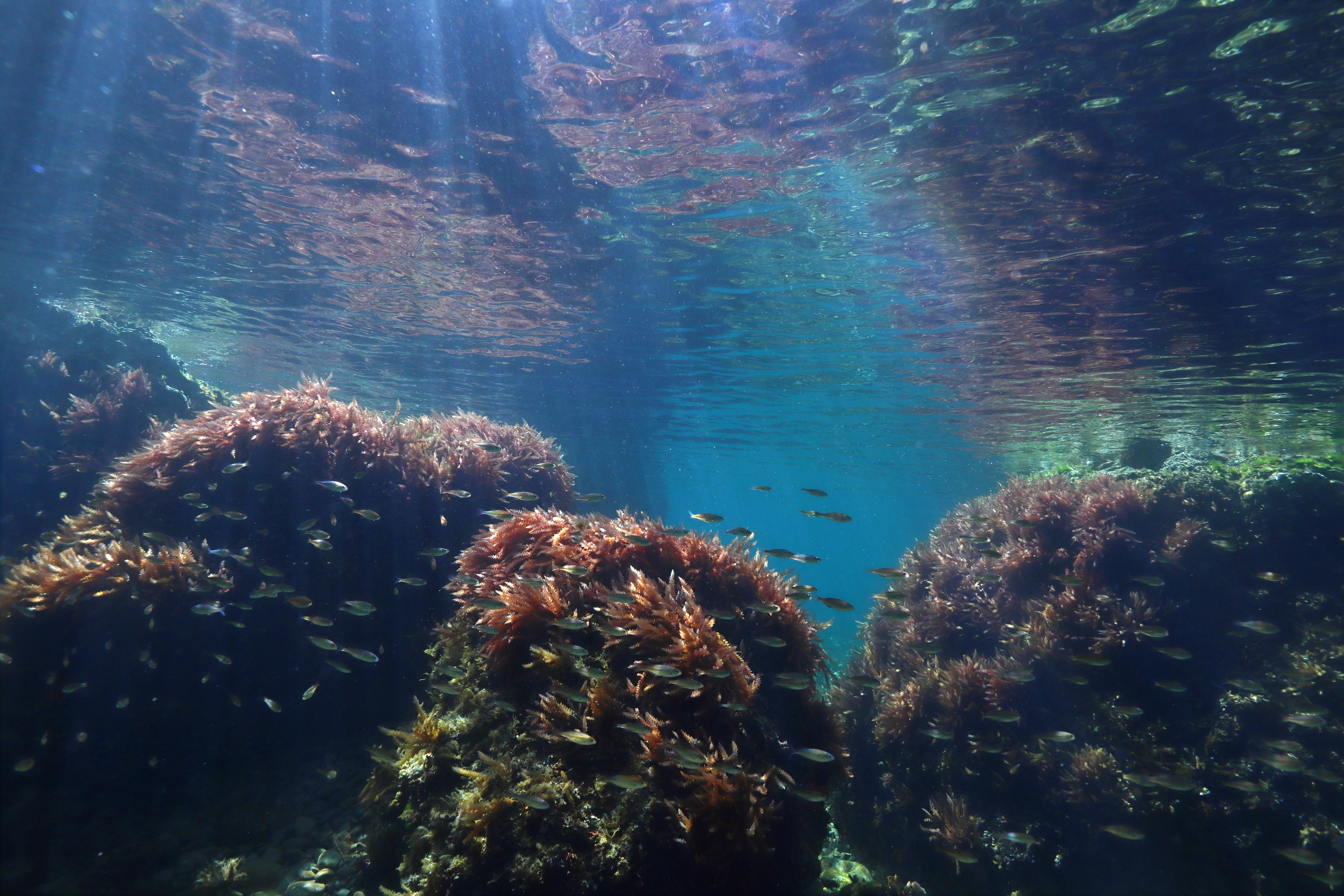 Environmental Justice Foundation and Défense des Milieux Aquatiques initiate legal action against French government for not prohibiting bottom trawling in marine protected areas