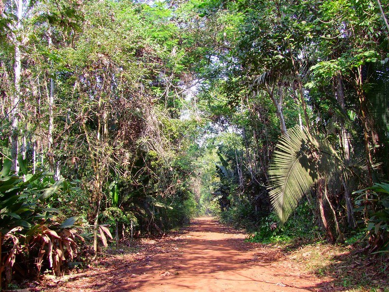 Illegal loggers threaten Indigenous Amazon tribes as law enforcement falters under Covid-19