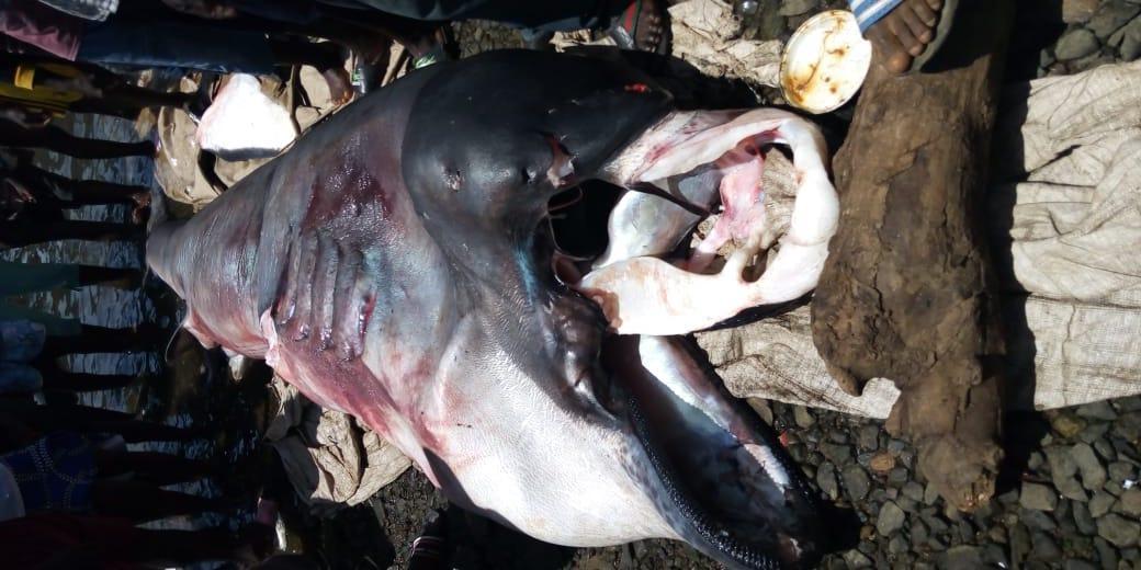 Globally elusive Megamouth Shark landed in Liberia