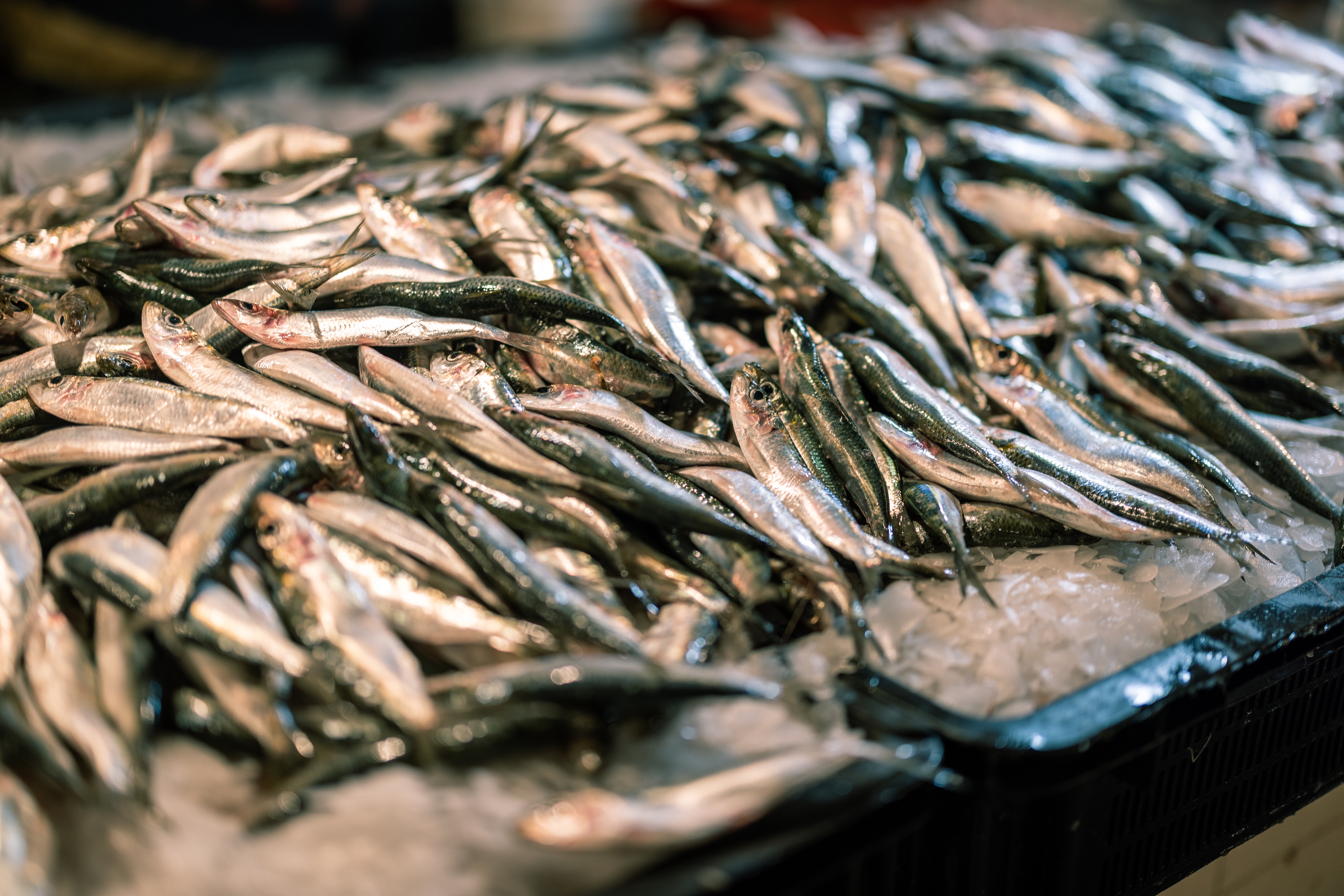 EU committee votes in favour of increased fisheries regulation: Press comment