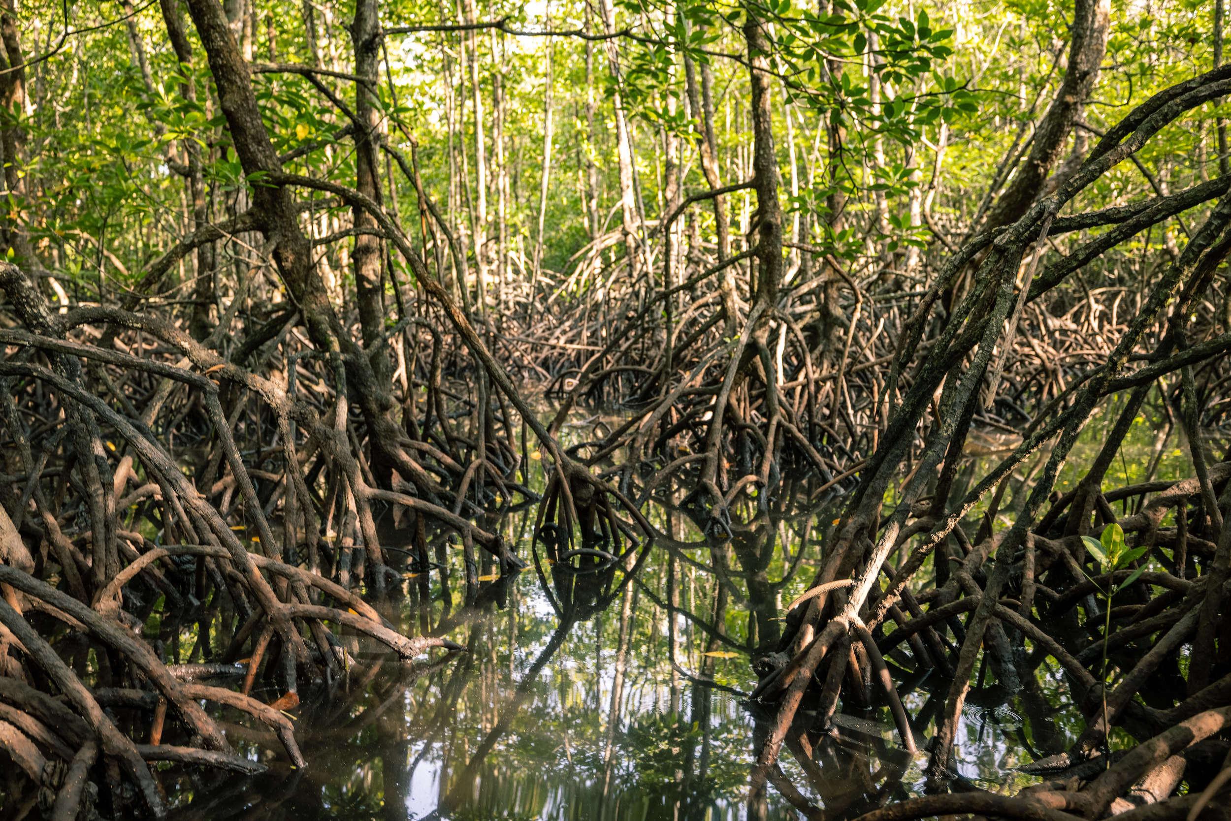 Blue carbon deserves a green light for the climate fight