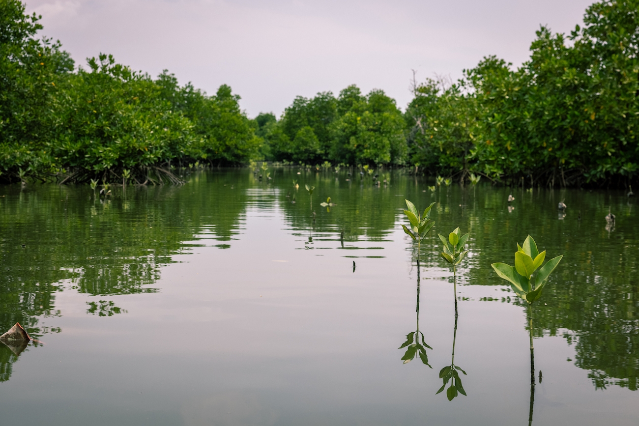 Wie Mangroven uns und unsere Erde schützen