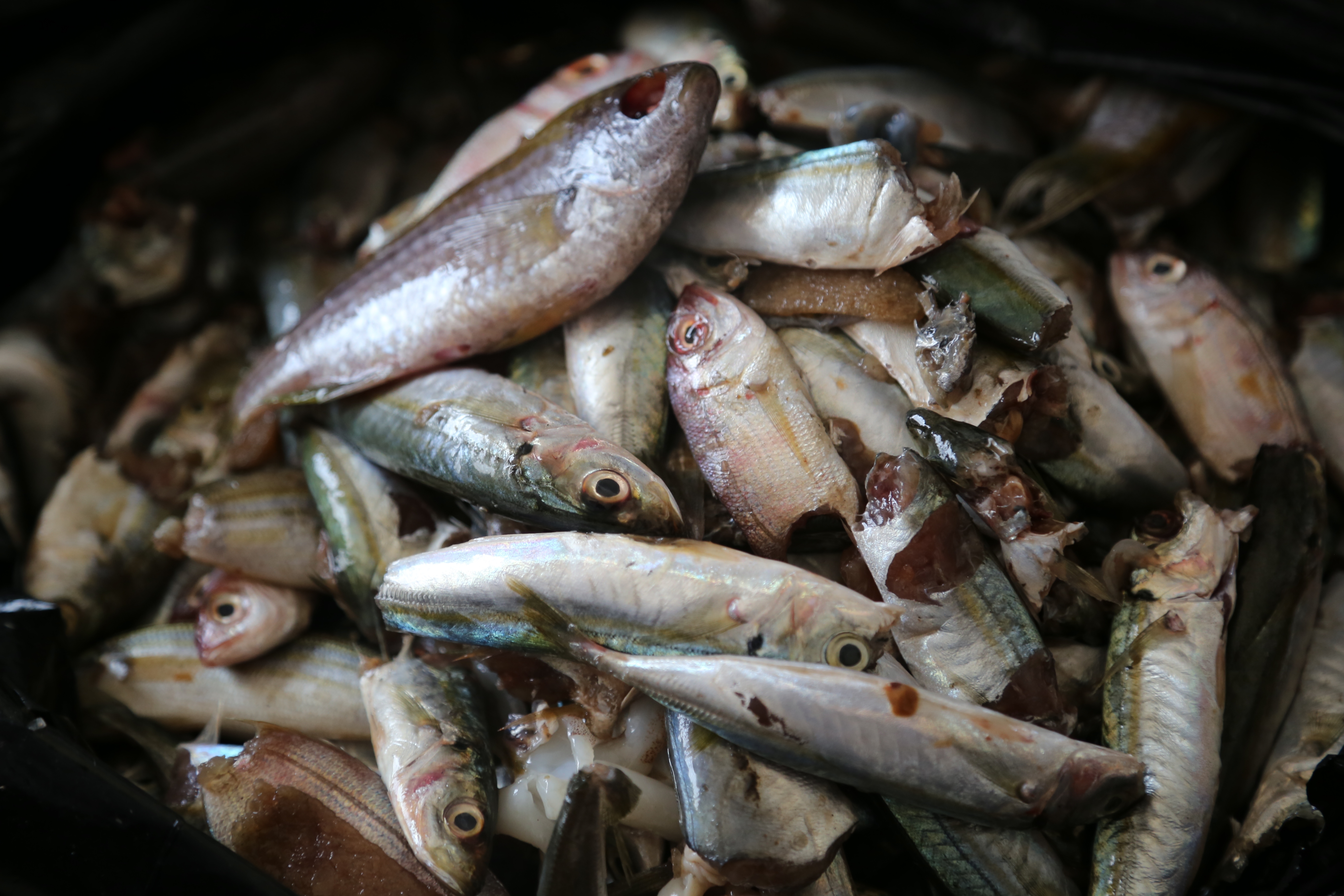 EJF Welcomes the EU's Warning to Cameroon: Crack Down on Illegal Fishing