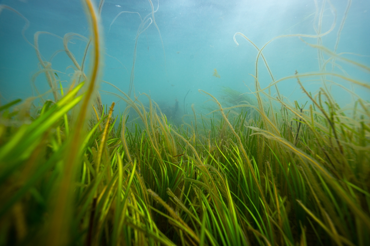 Seagrasses store more blue carbon than previously thought