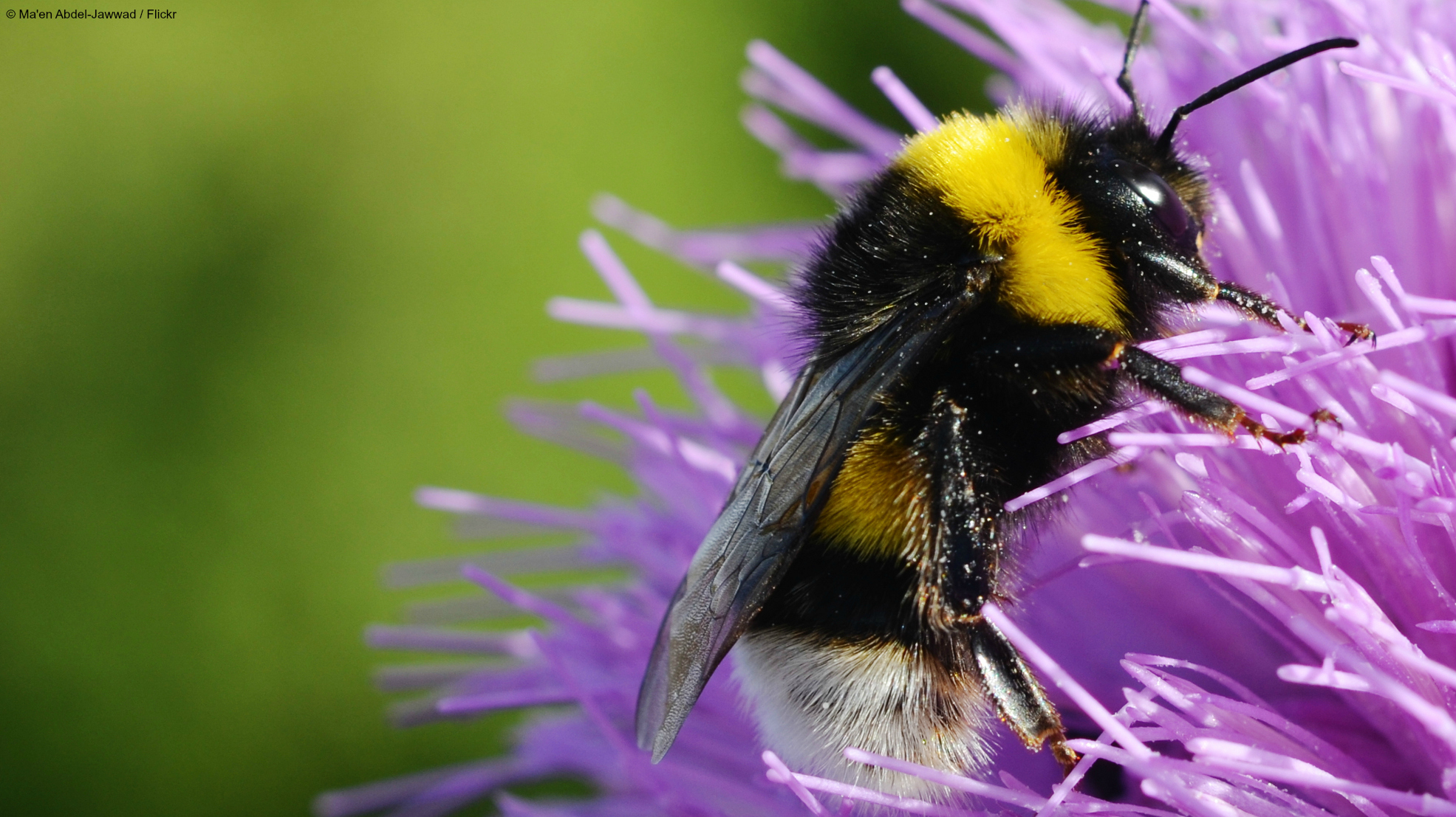 EJF & PAN UK launch campaign to protect the UK's pollinators