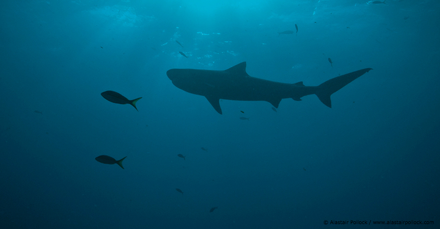 Liberia steps up to protect sharks and rays