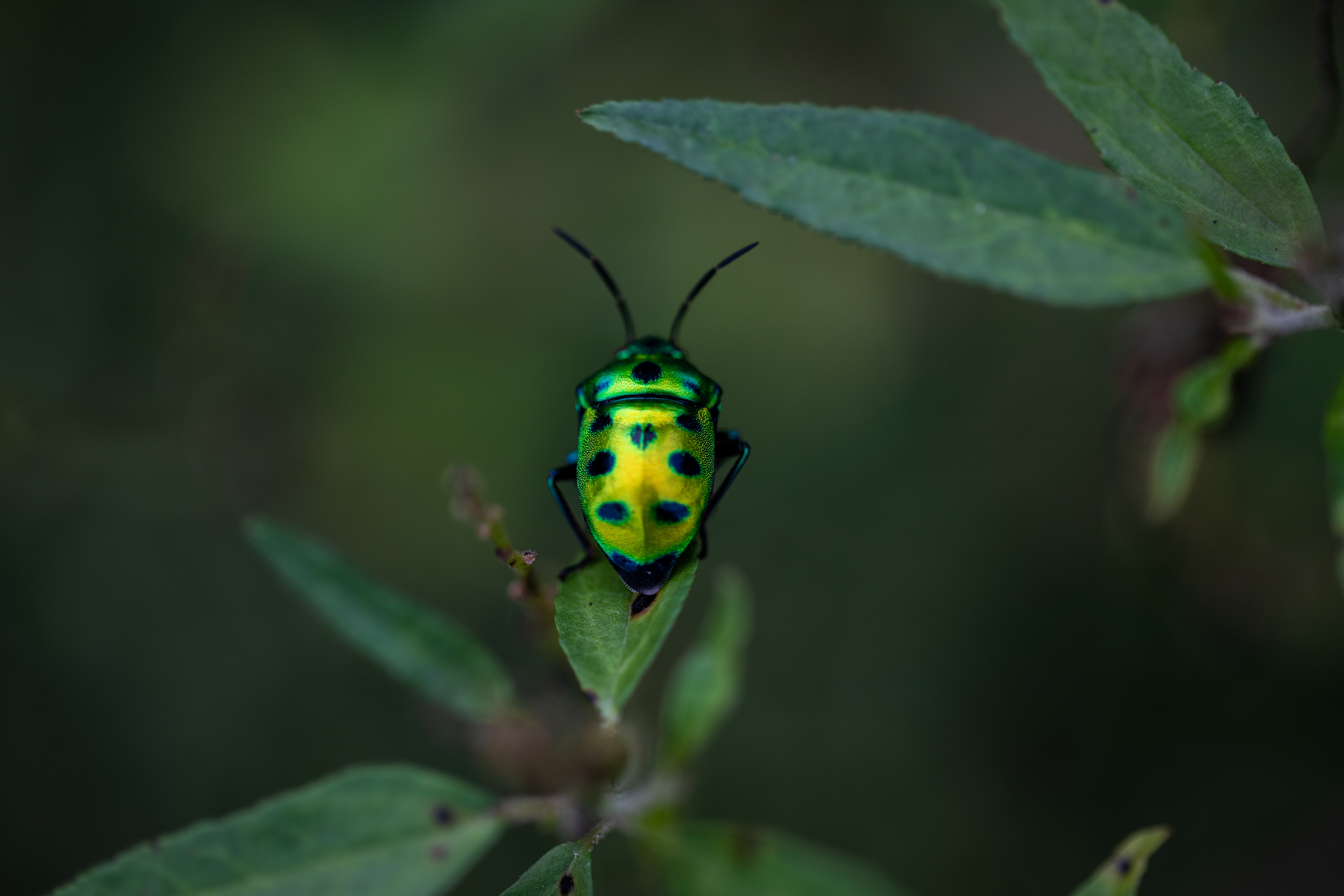 Biodiversity loss is not just an 'environmental' problem - Treasury