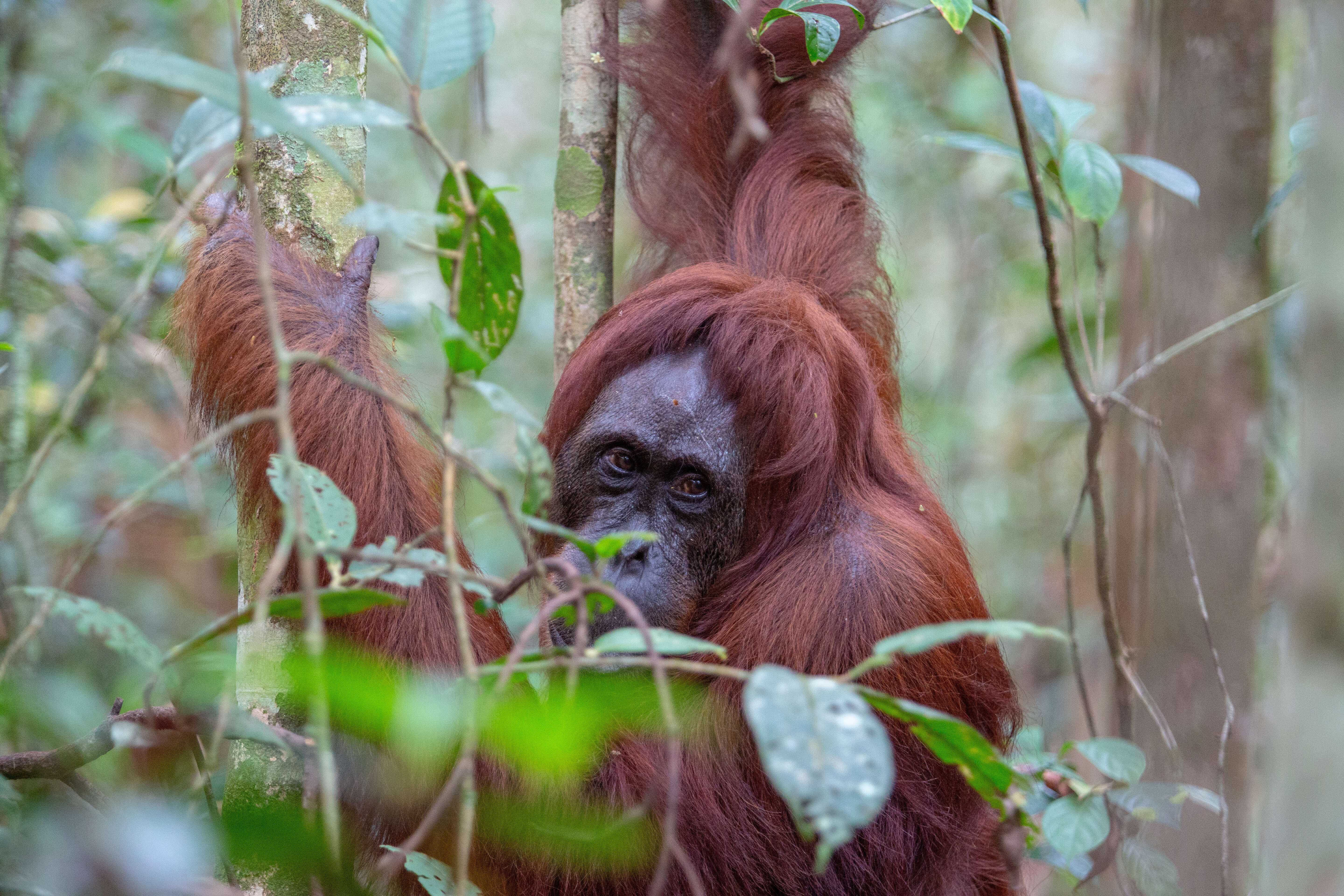 Will the EU regulate to stop its consumption driving deforestation?