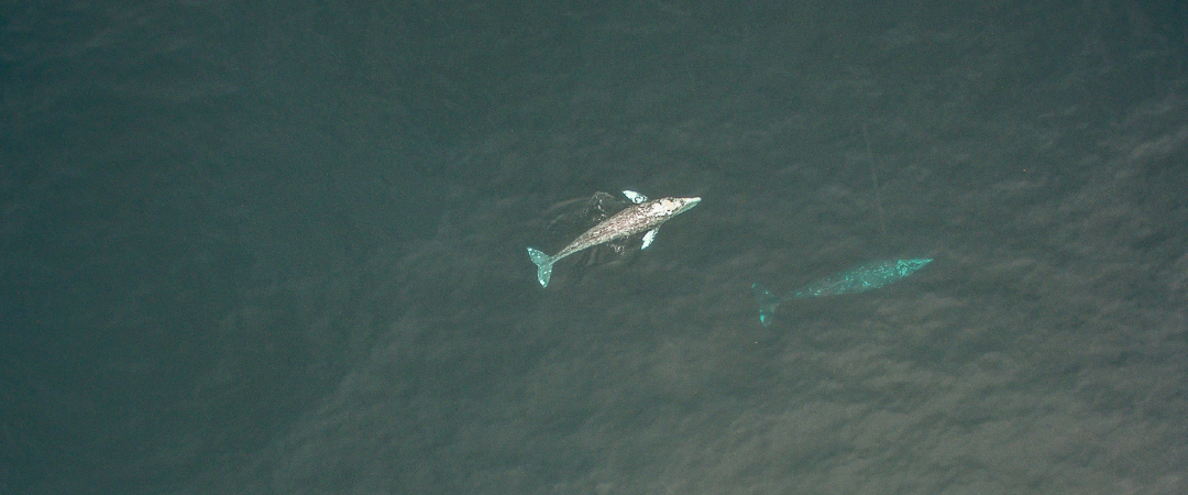 Wale, unsere Verbündeten im Klimaschutz