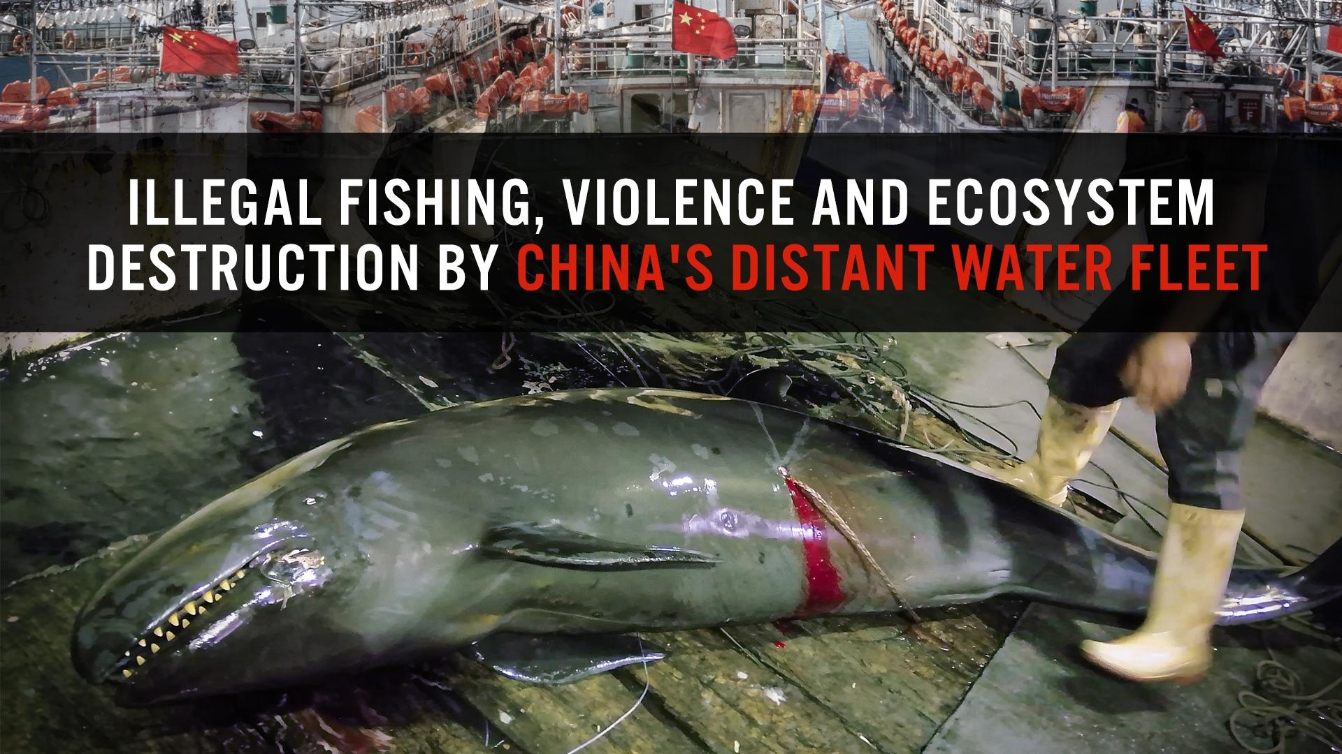 Illegale Fischerei und Menschenrechtsverletzungen durch Chinas Hochseeflotte