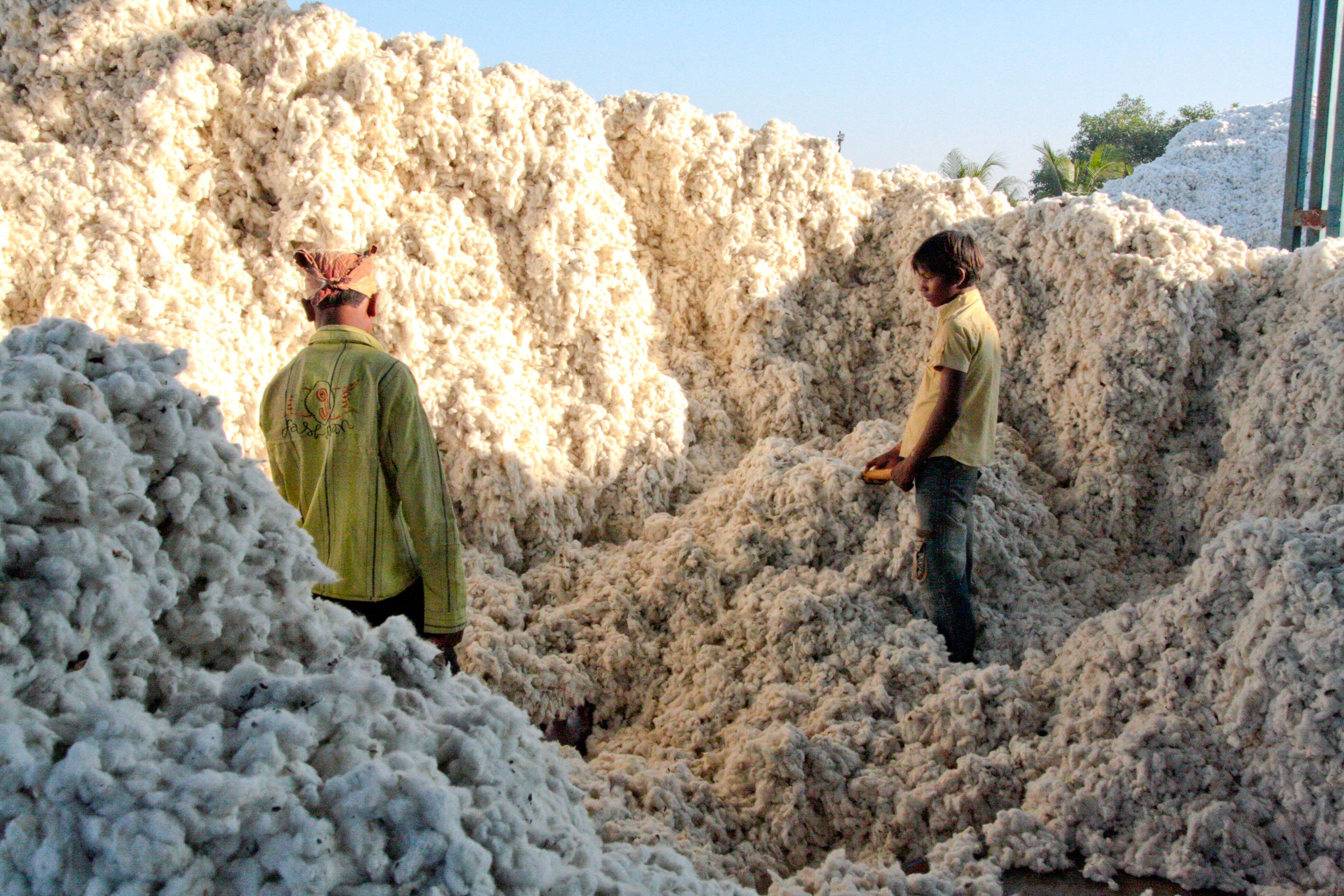 Cotton industry under the pump from climate change