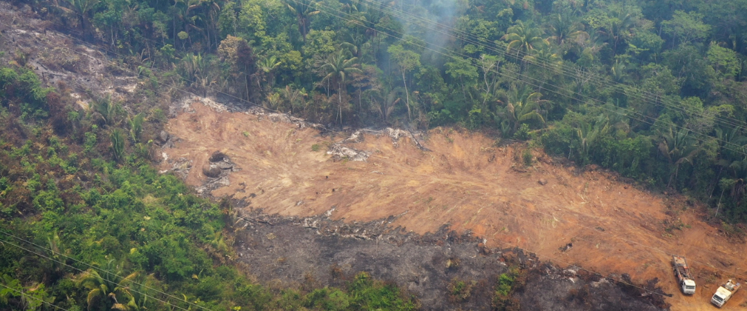 Environmental Justice Foundation European Parliament Moves To End