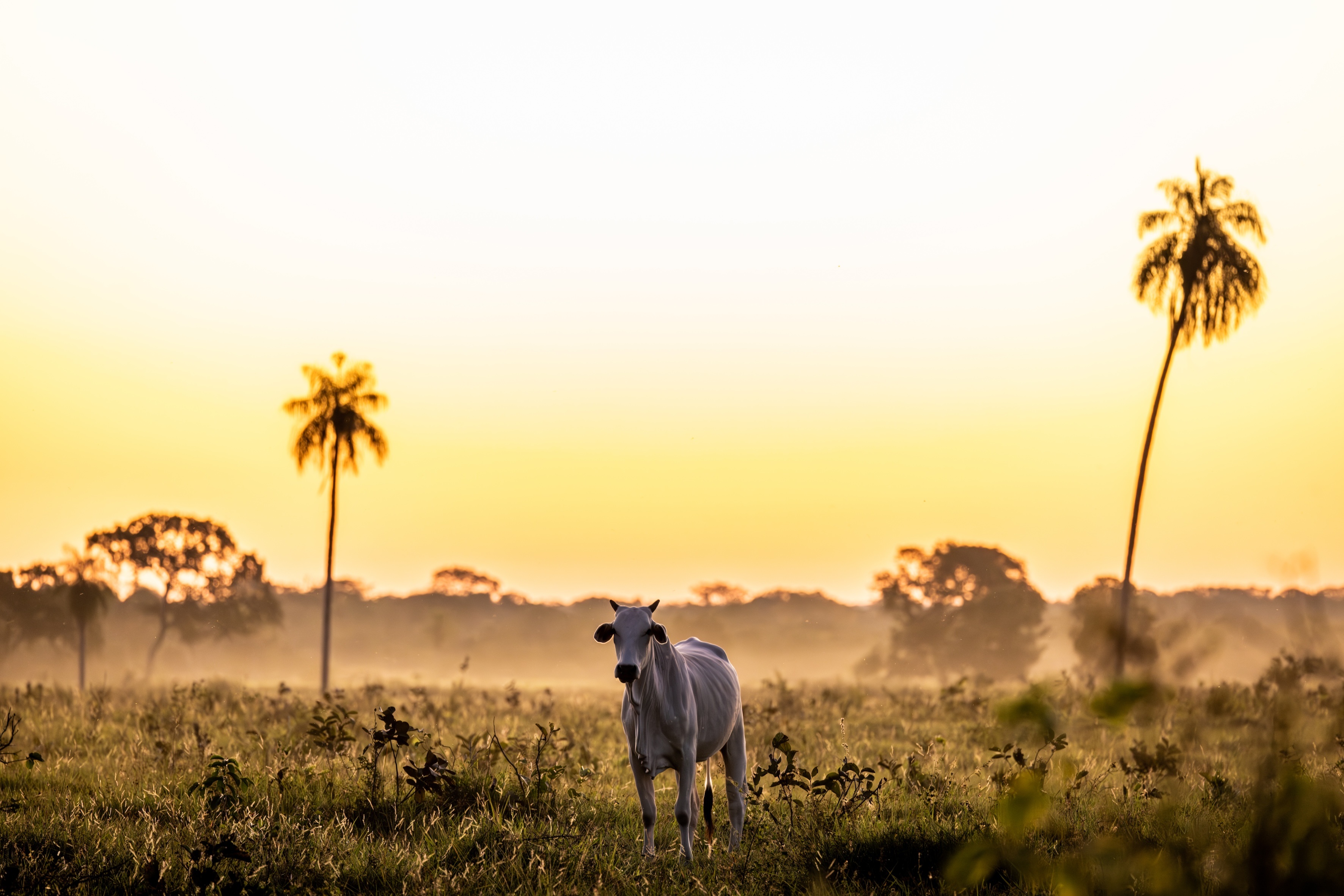 Menschenrechtsverletzungen in Brasiliens Viehzuchtindustrie reichen bis in EU-Lieferketten