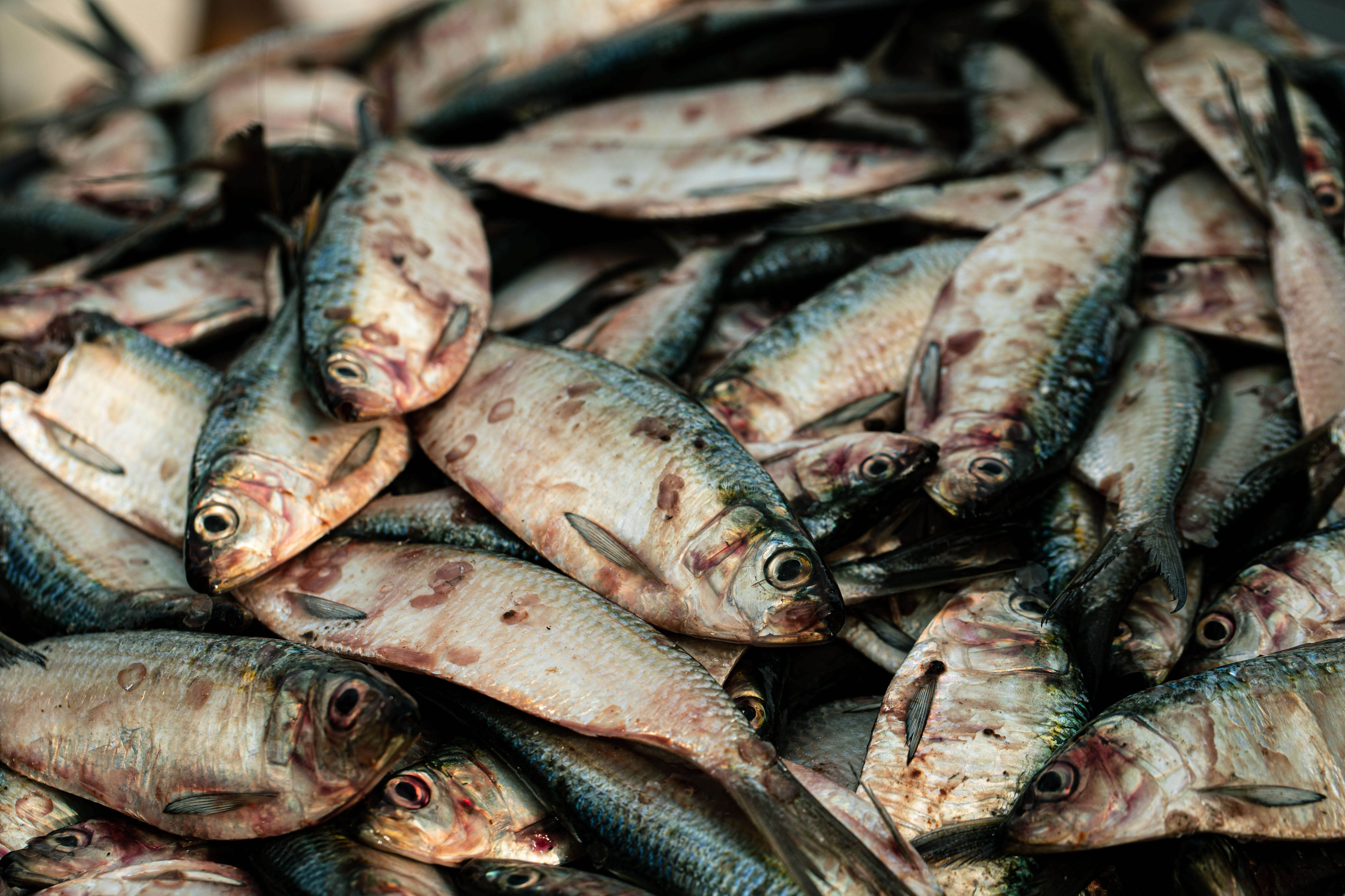 US risks driving destruction and abuse with seafood imports: Will Biden act?