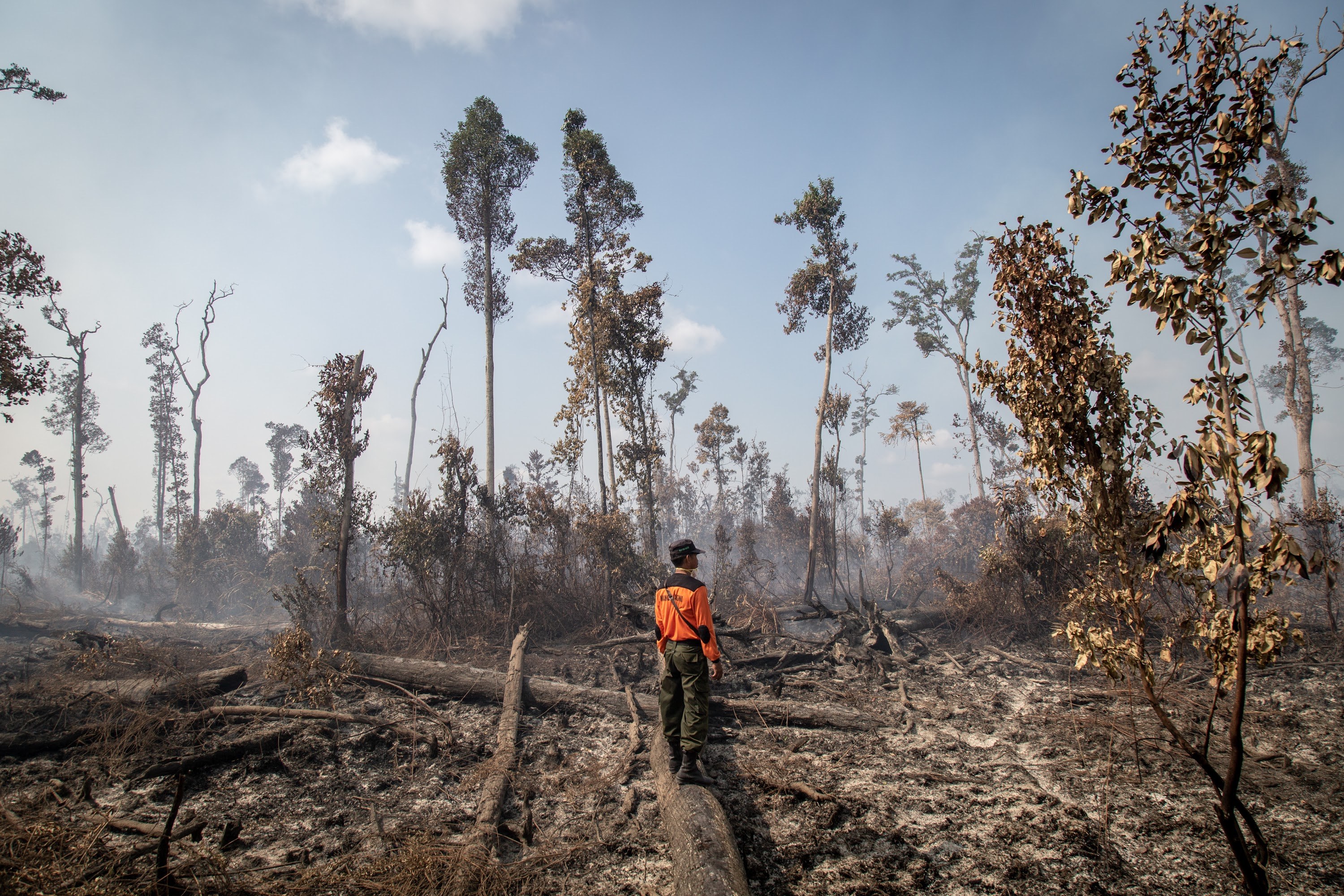 COP26 commitment to end deforestation must hold leaders accountable