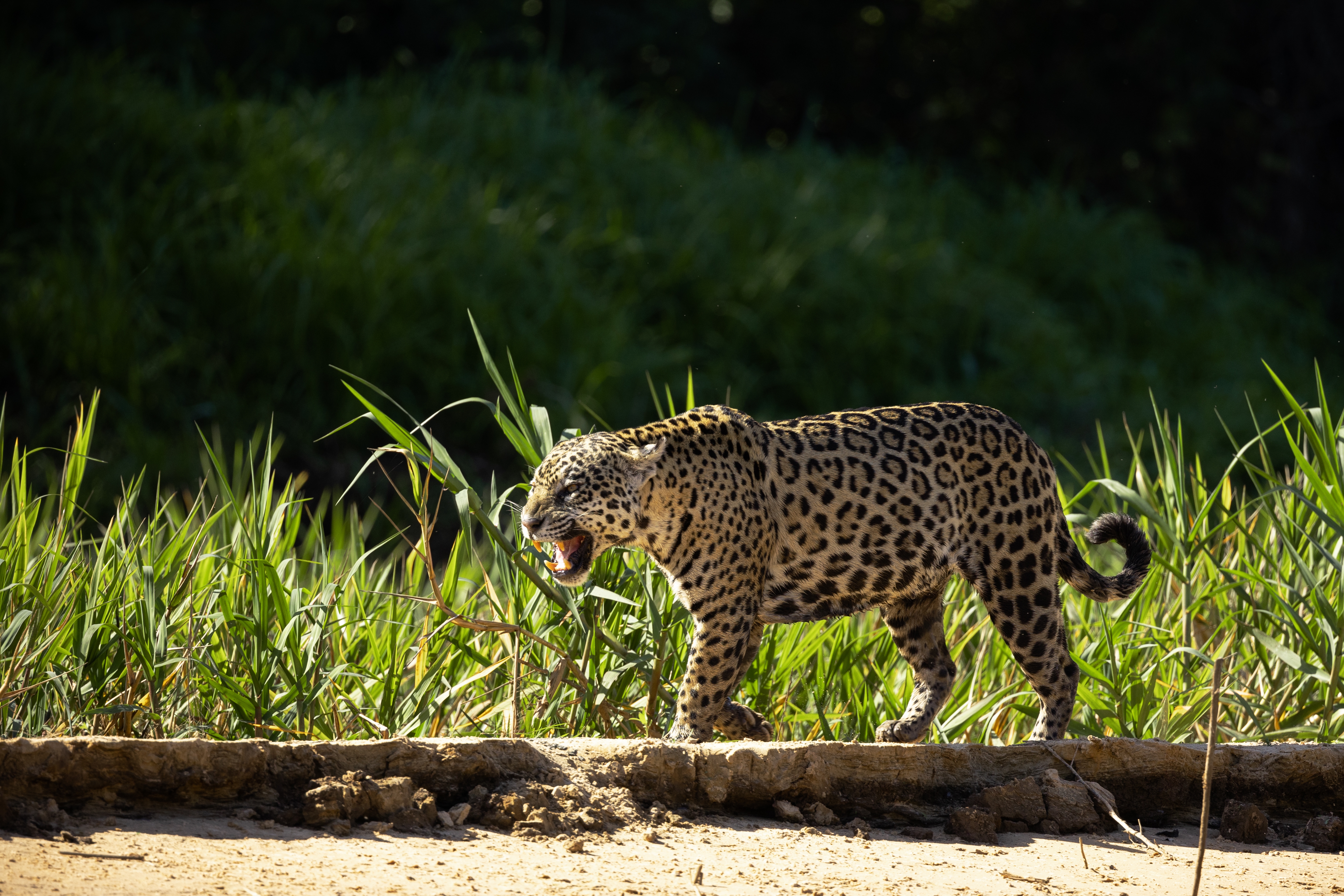 World Animal Day: Protecting our shared future