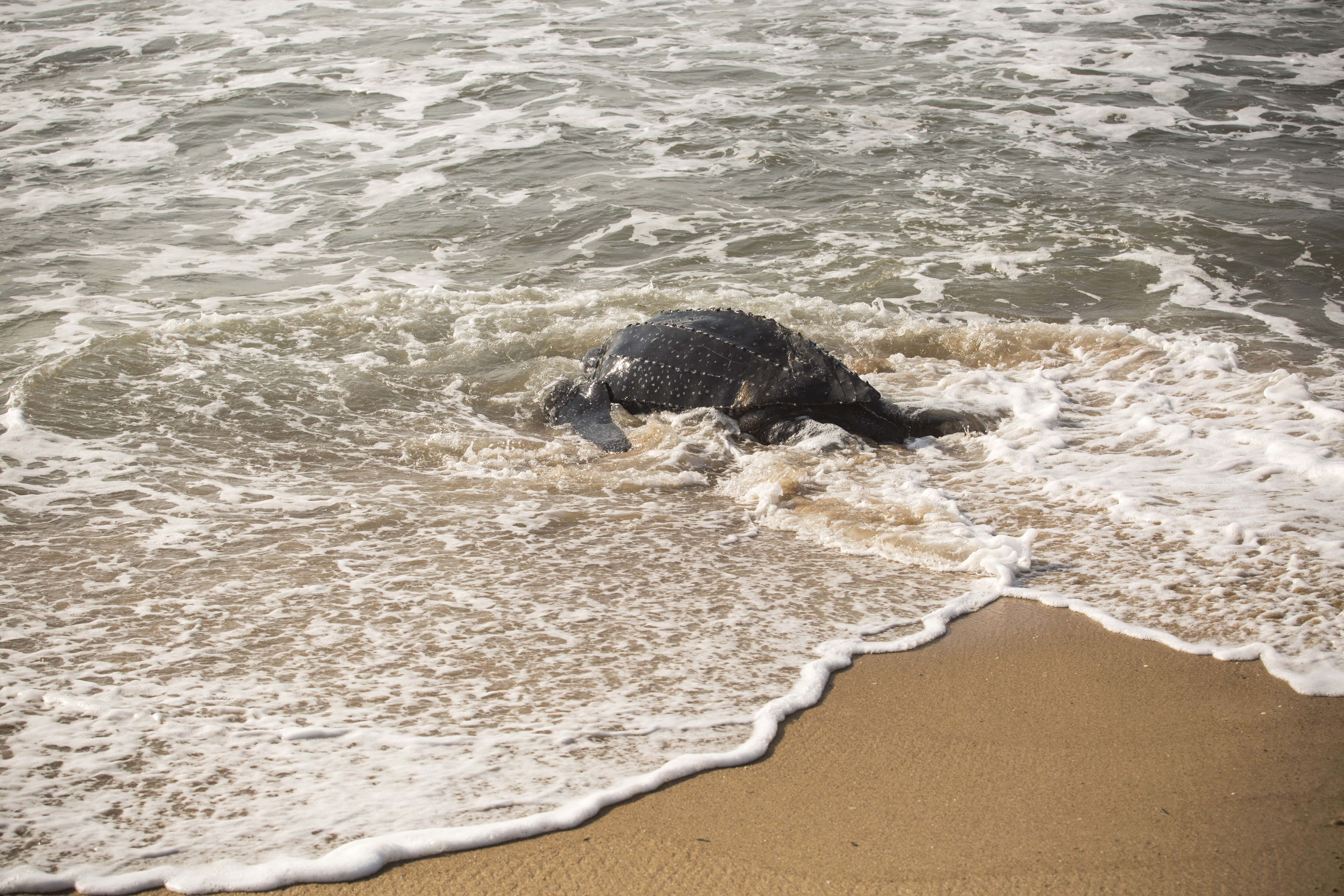 Ghana turtle 2