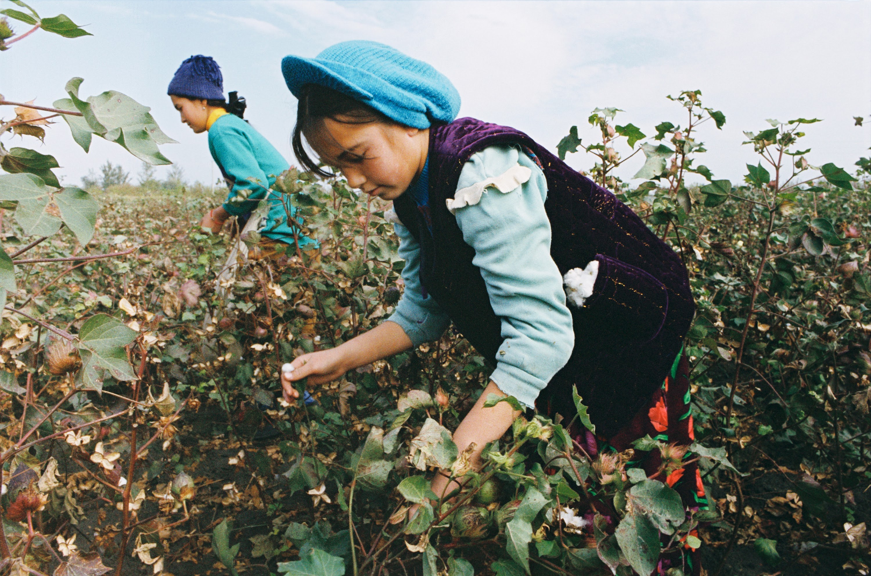 Girl Picking Cotton in Uzbekistan 2004