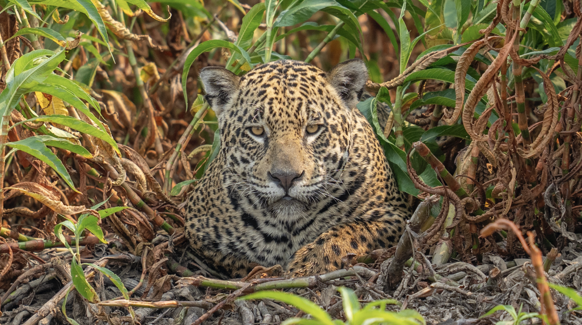 Jaguar named after Gisele Bündchen amidst catastrophic fires in the Brazilian Pantanal