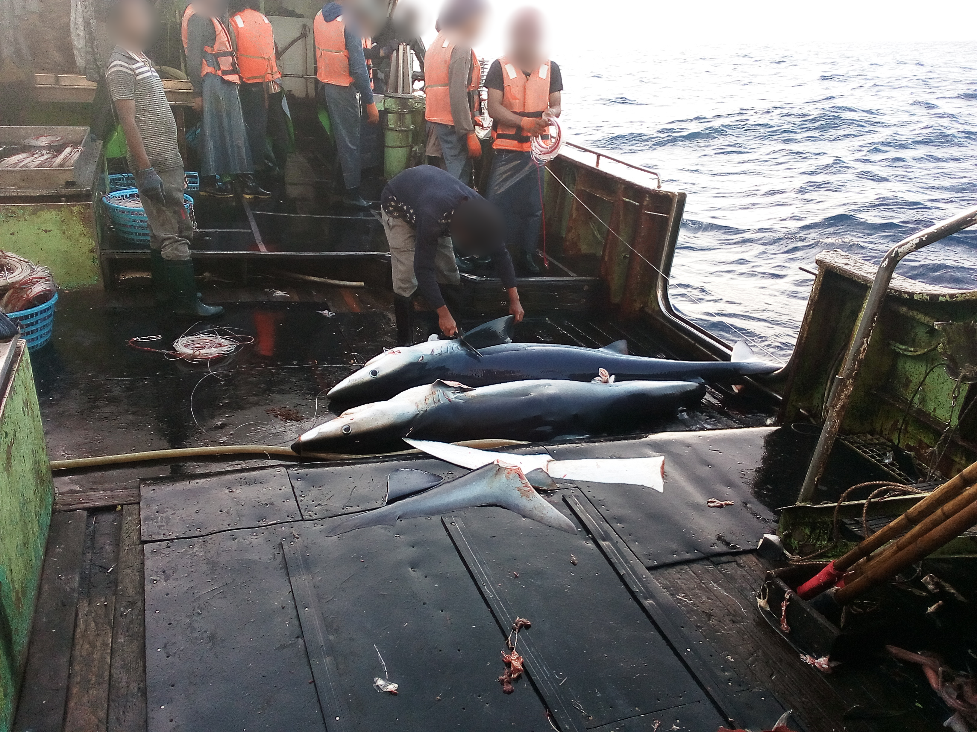 Exposing Senegal as a gateway to the illegal shark fin trade