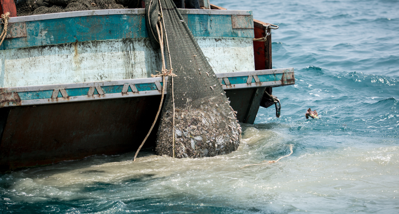 Illegale Fischereiprodukte in der EU: Was Deutschland tun kann