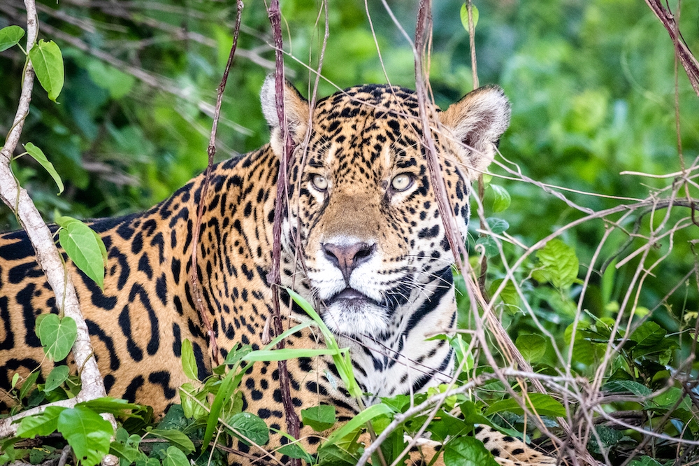 Ein Feuchtgebiet im Notzustand: Ist das Pantanal ein verlorenes Paradies?