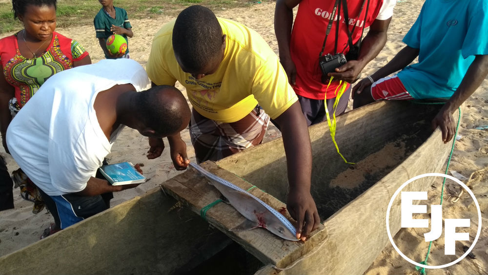 Citizen scientists from Liberian fishing communities work to protect sharks and rays