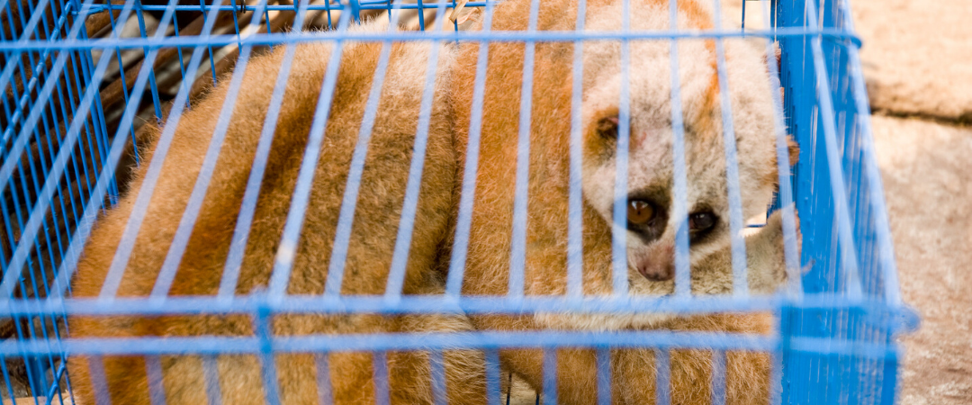 Kommerzielle Wildtiermärkte verbieten, um zukünftige Pandemien zu verhindern
