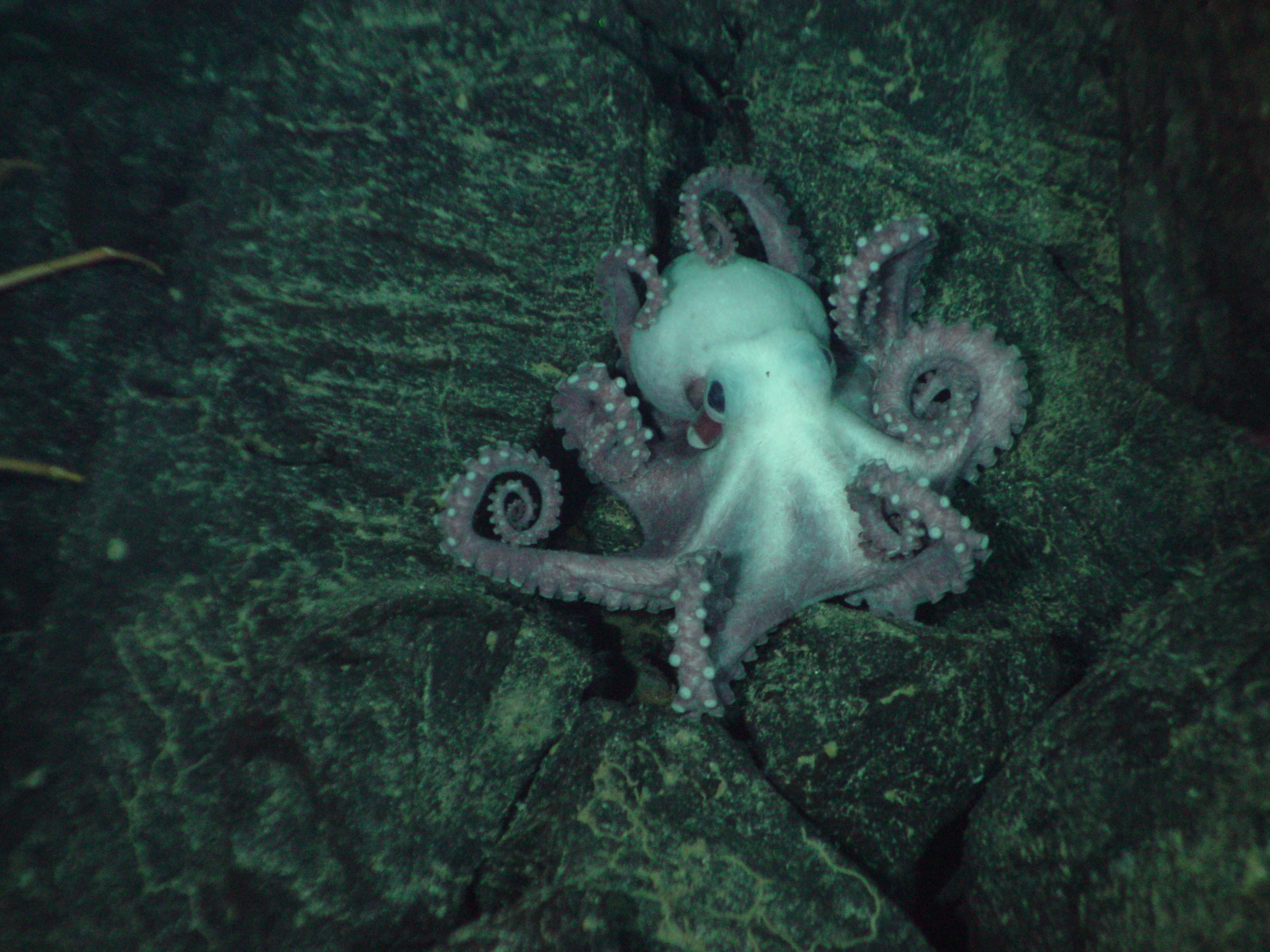 NOAA octopus