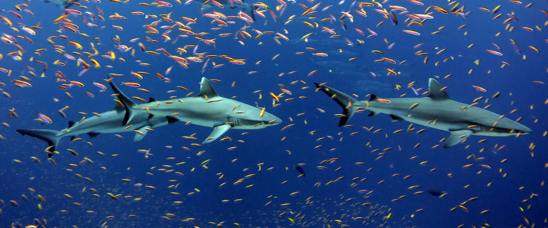 Illegal fishing: an existential threat for sharks and the oceans