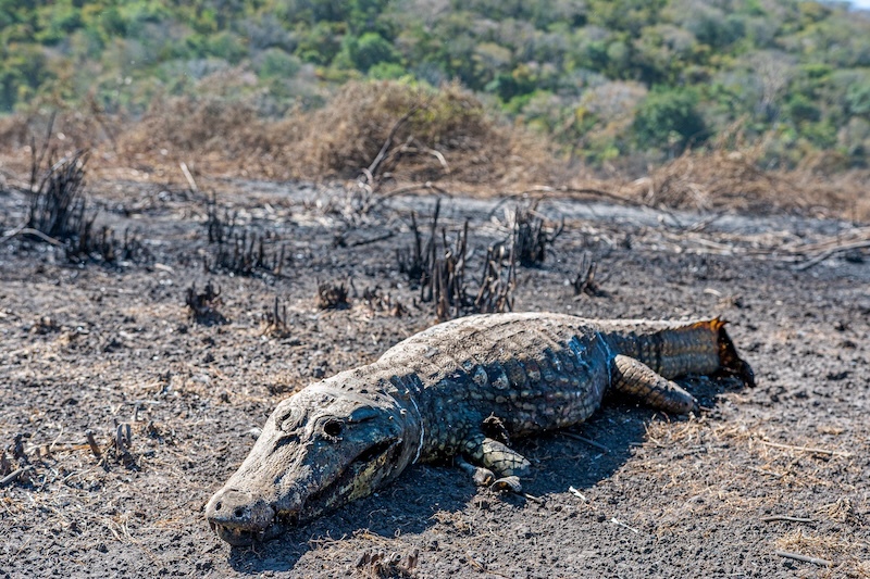 Pantanal fires underscore urgent need for international wetlands action
