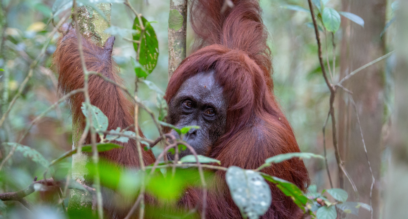 We must reset our relationship with nature to avoid pandemics